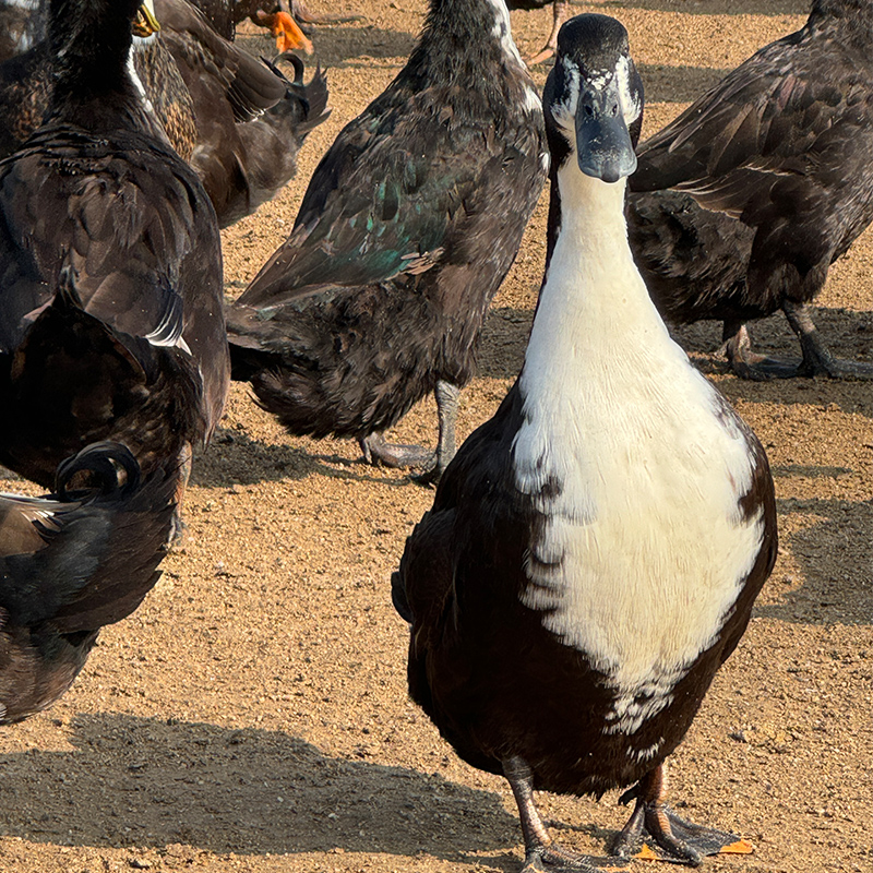 文登黑鸭  一年黑鸭 地理商标黑鸭【海岛散养】2只