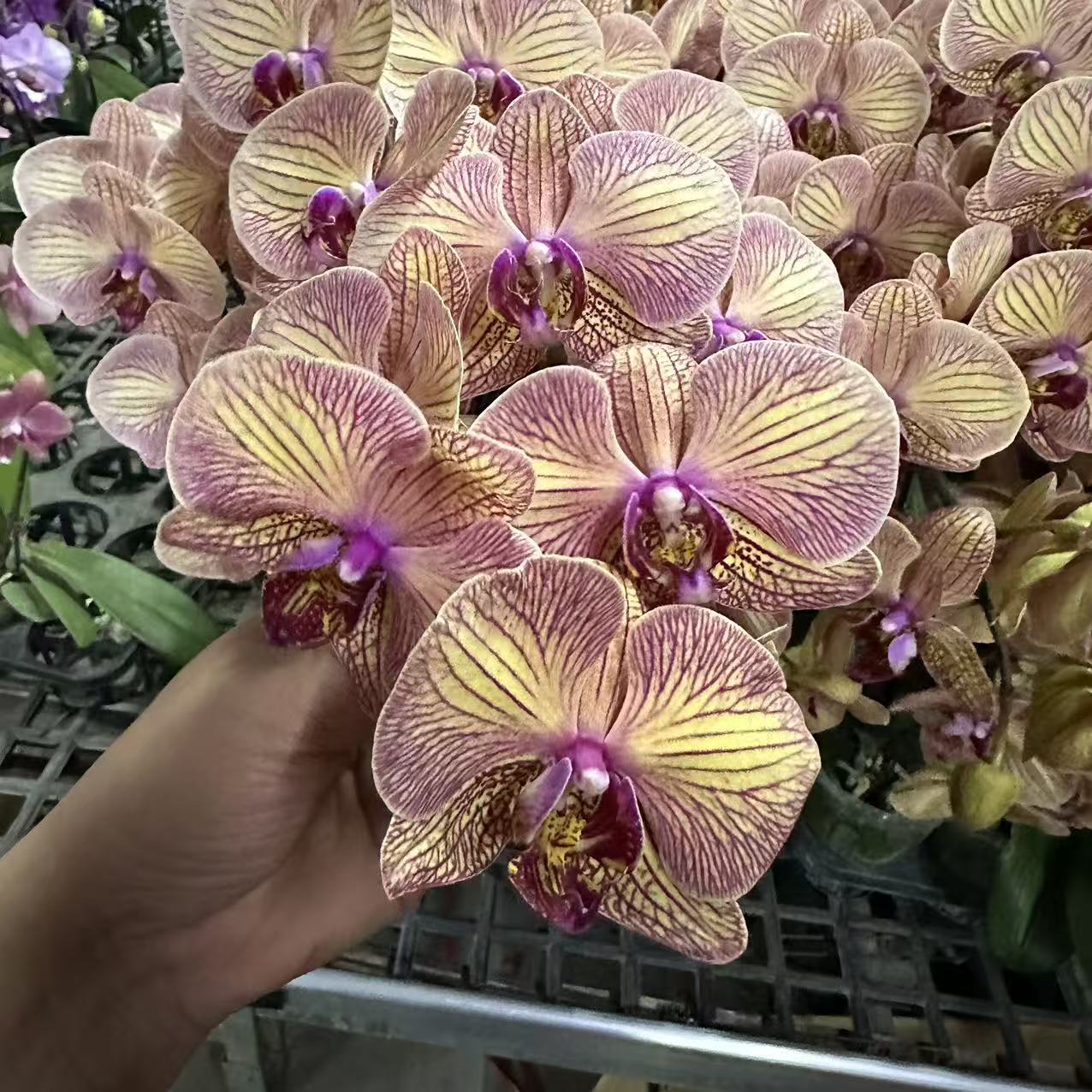 蝴蝶兰花【芭比公主】室内花花 懒人好养 广州基地发货