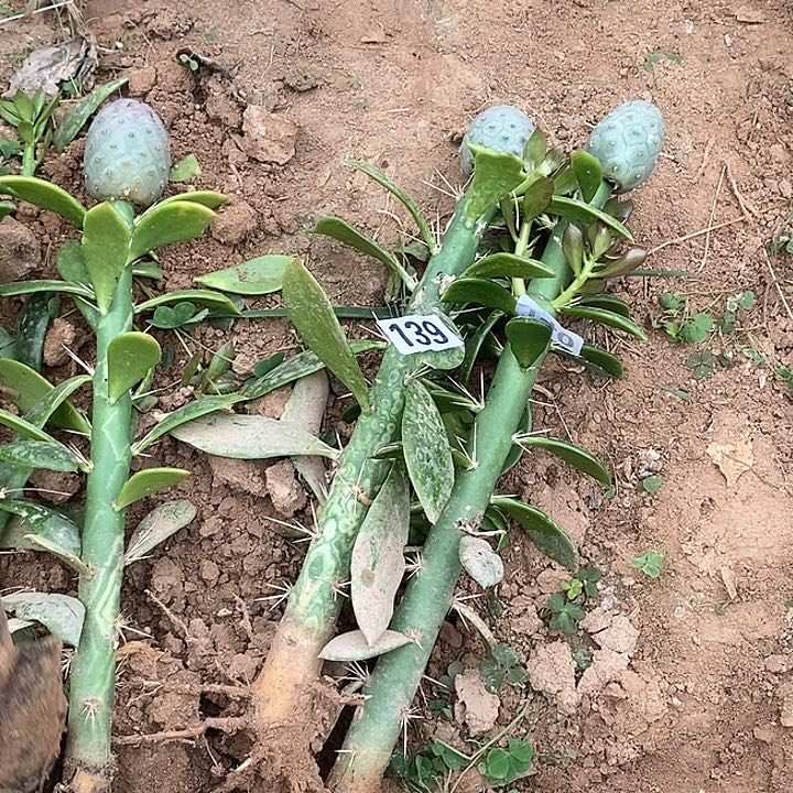 D****139➕140嫁接鹅蛋习志野高桩