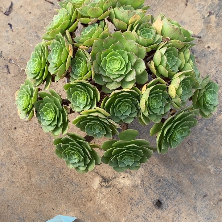 万圣夜116多肉植物法师法师