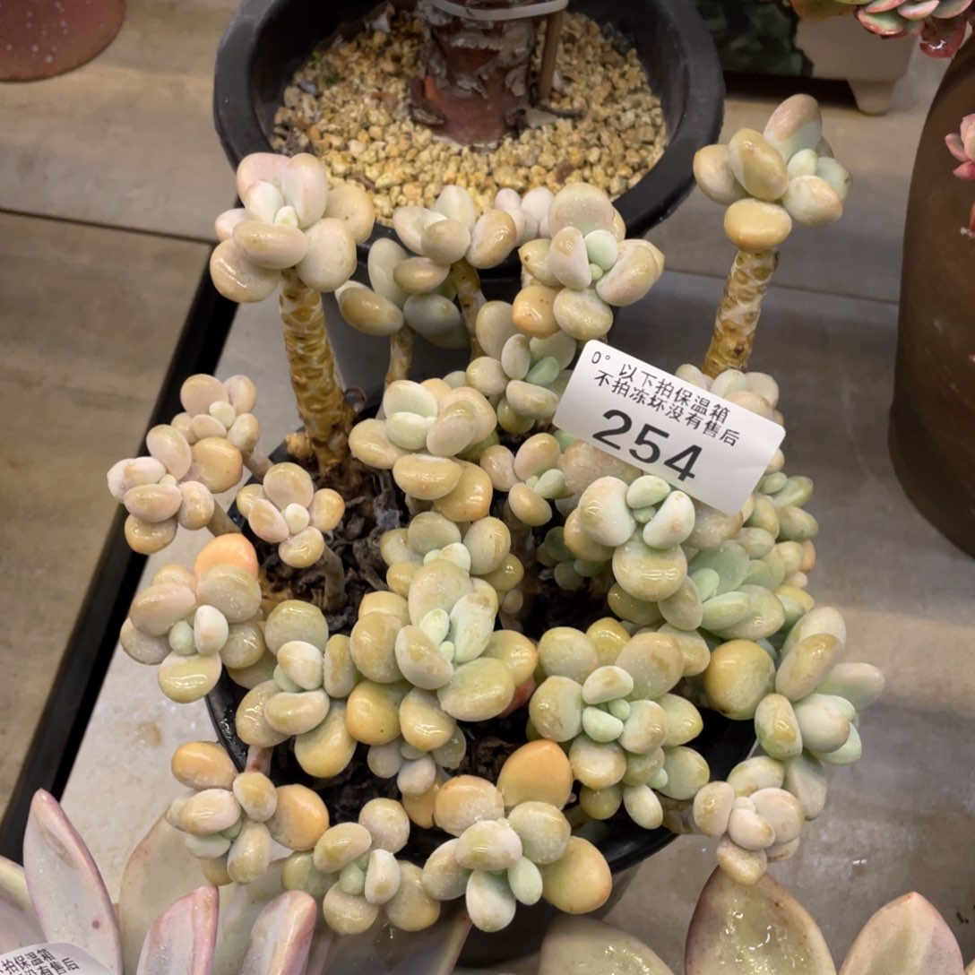 黑大帅多肉254洛神