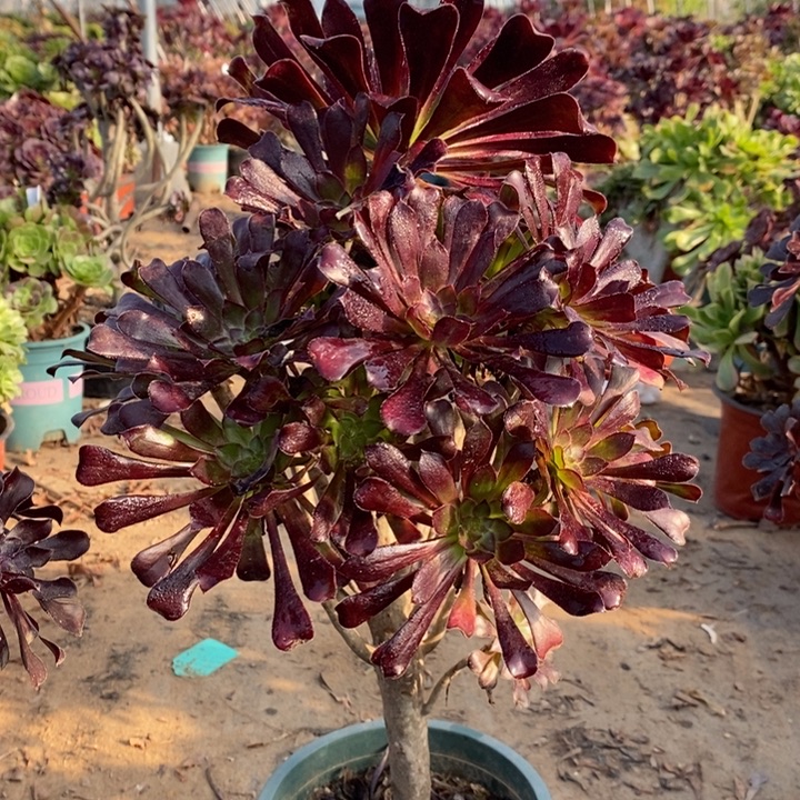 墨法多肉植物12。 