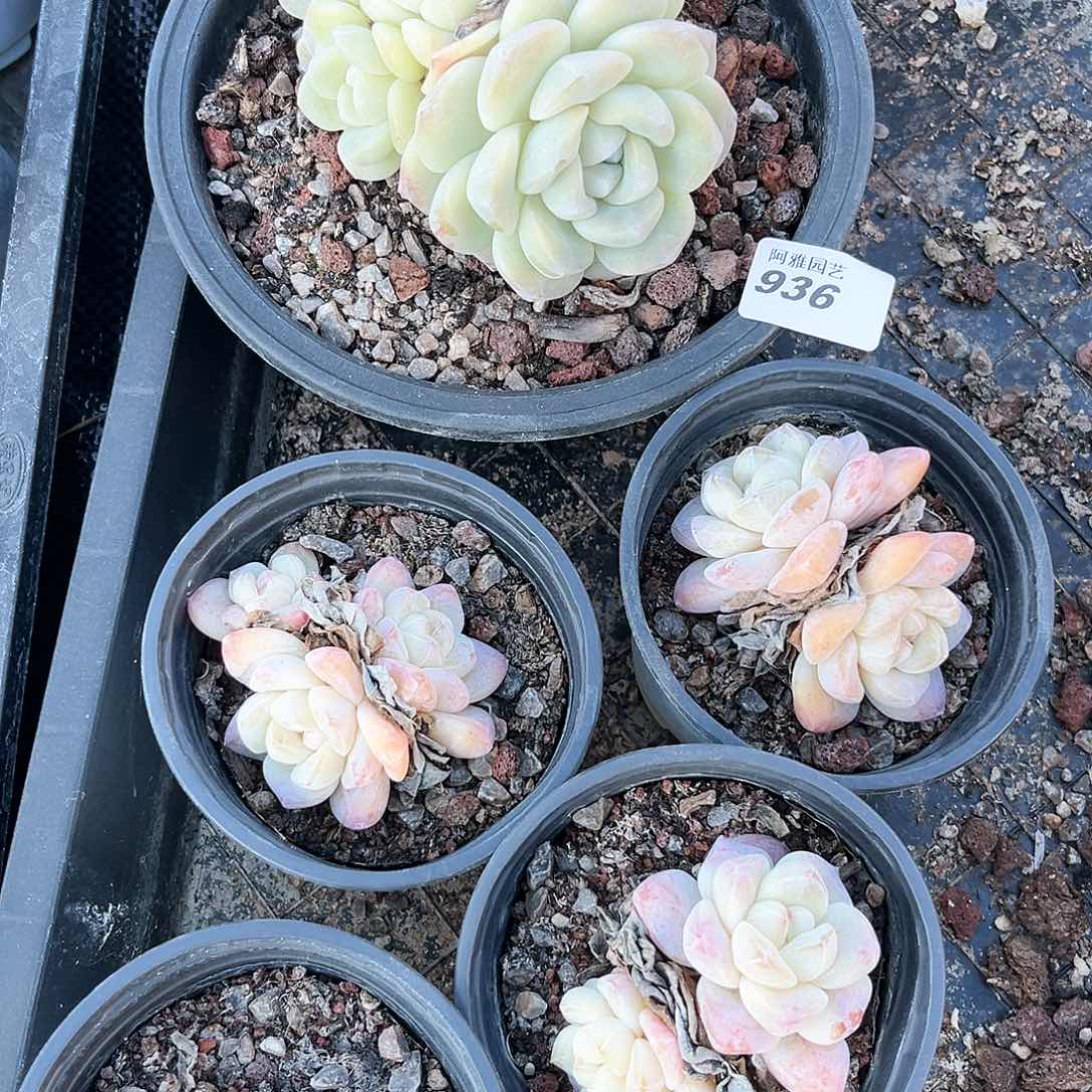 阿雅园艺。        脱土发货936