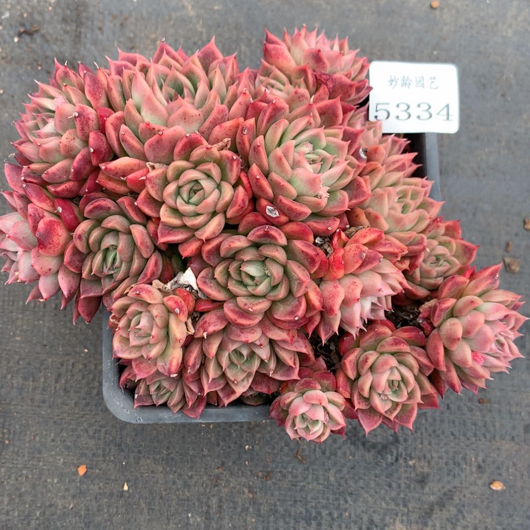 5334散群价杂交多肉老桩