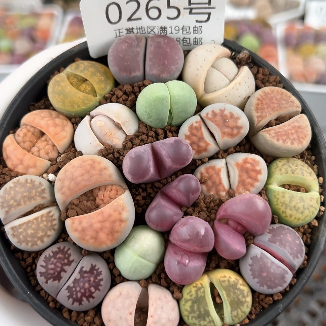 好养易活生石花大母本0265