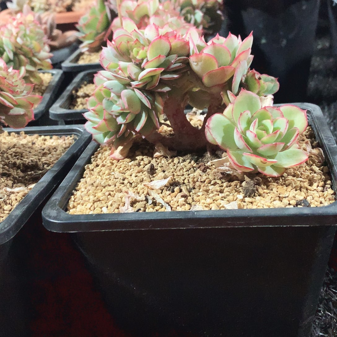 多肉植物牡丹亭树缀