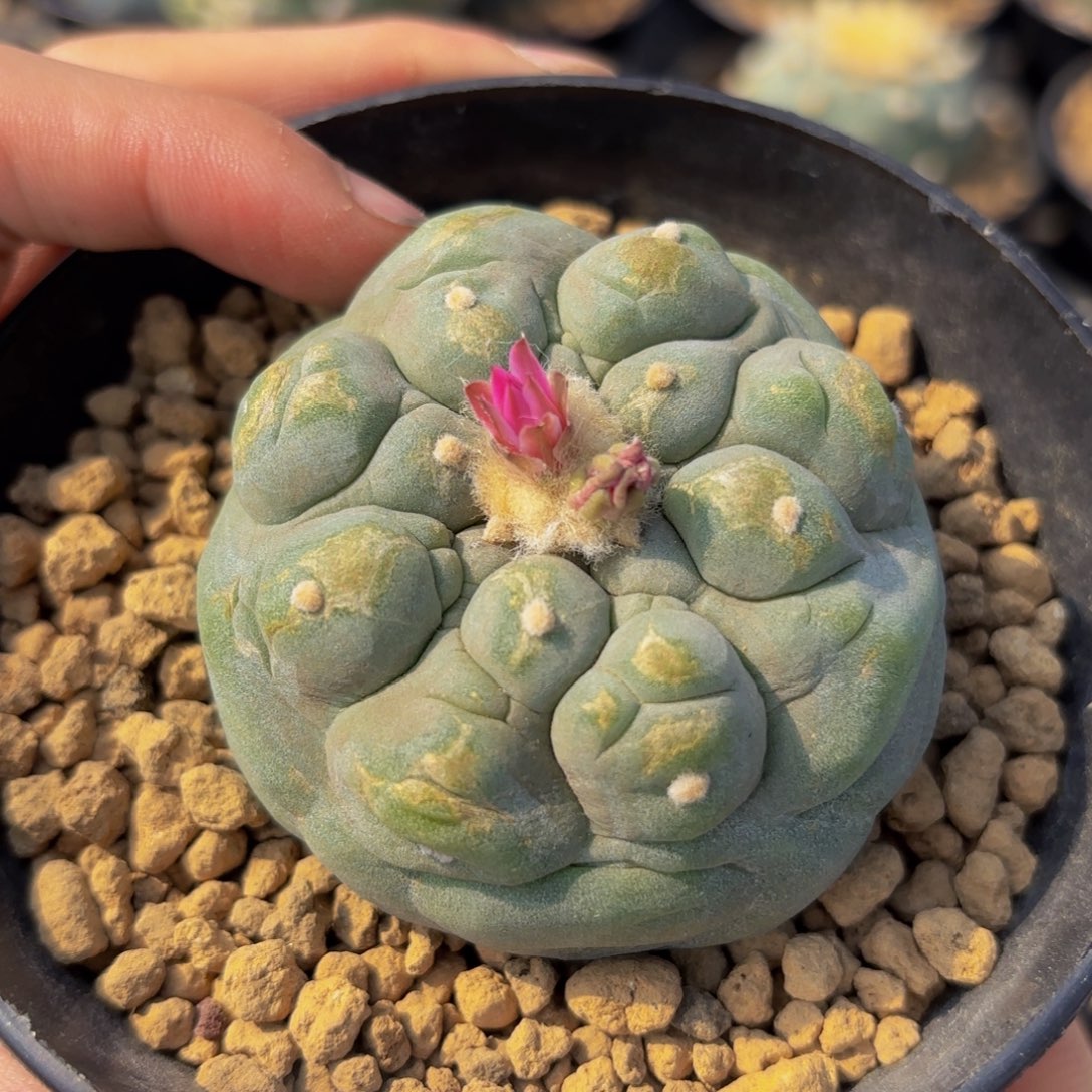 G23 g g g g g g g g g g