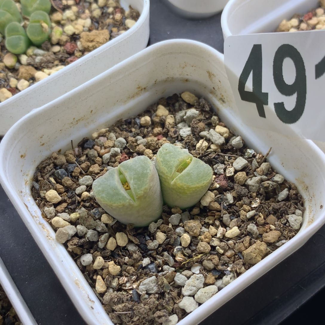 是***～491静香风铃母本