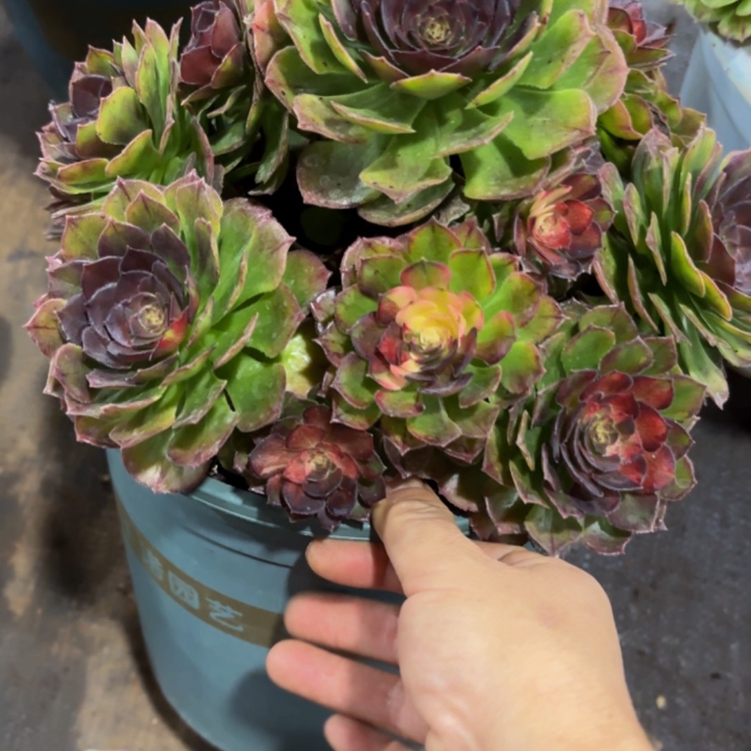 哈哈多肉葡萄福利405