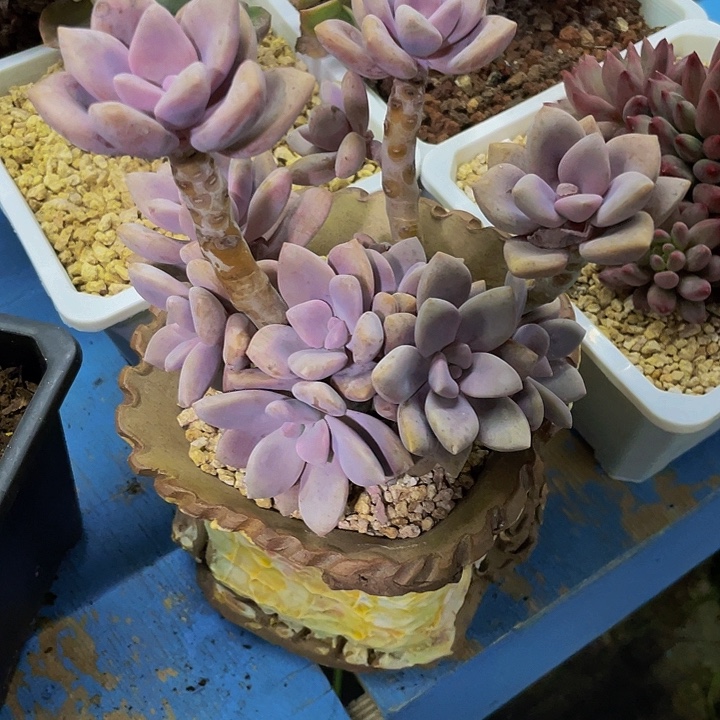 不***凡一物品一样物品哦哦
