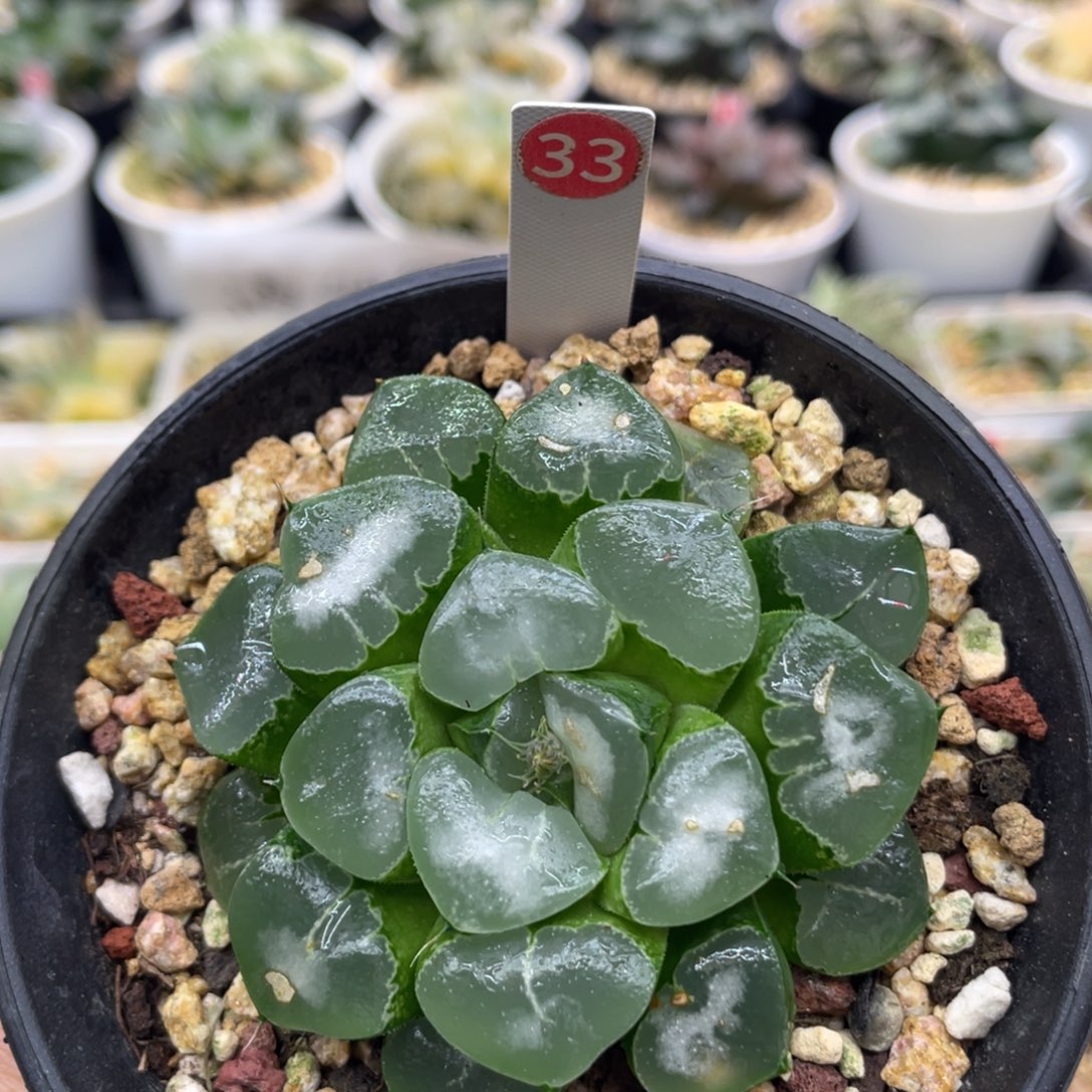 33 云窗姬翠1111111