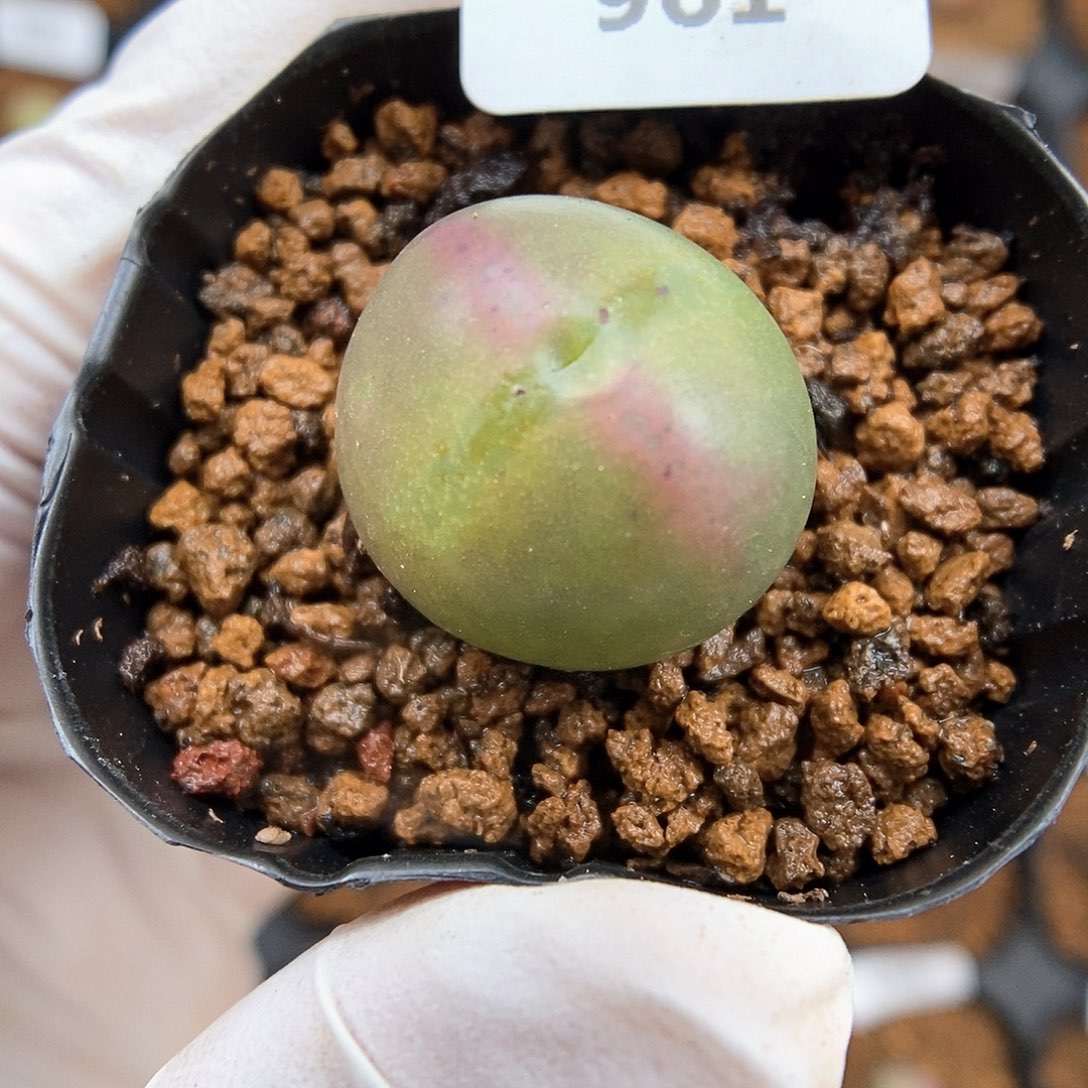 多肉植物A-961（1.8）少将杂