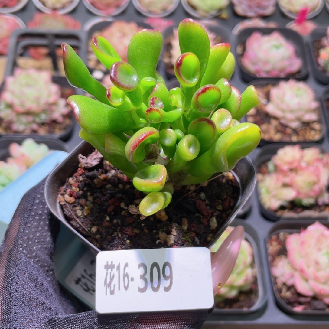 花利美16-309吸财树