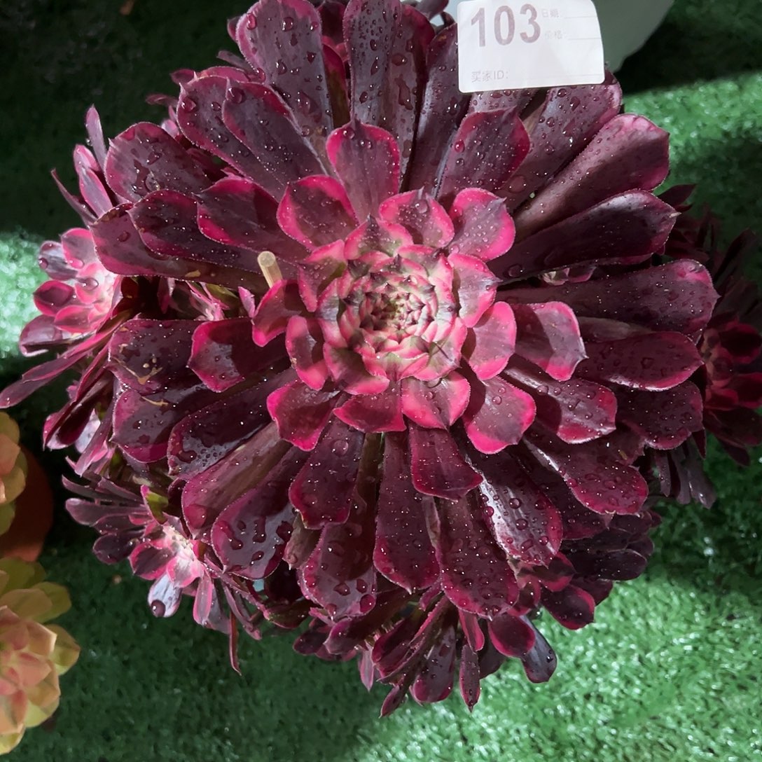 103霁月多肉法师植物