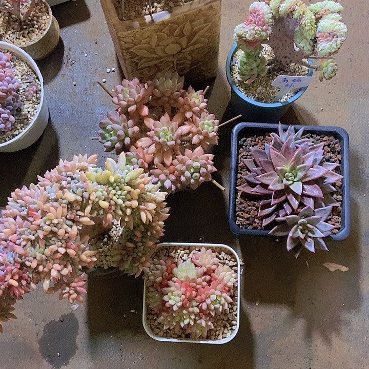 多肉植物一物一拍