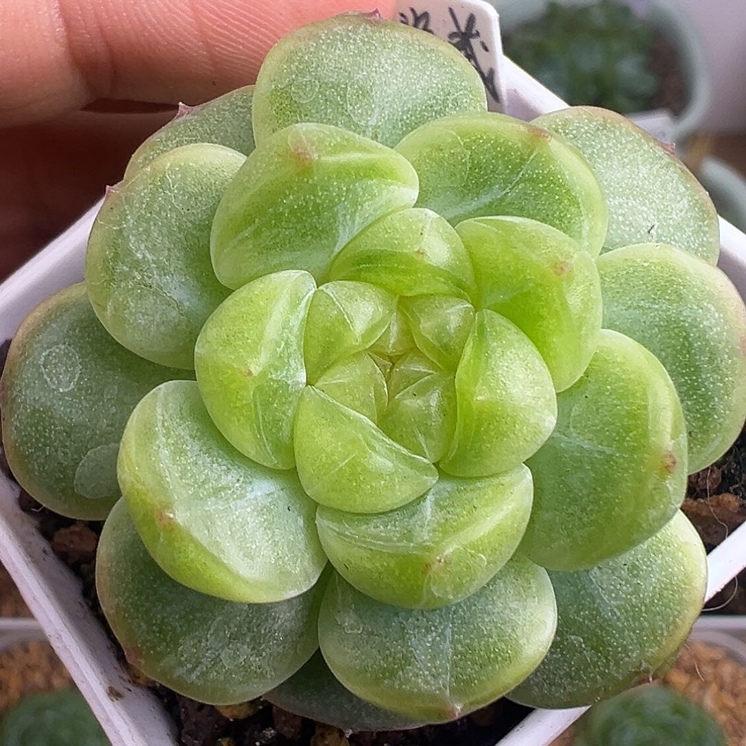 单头带崽隐藏财富