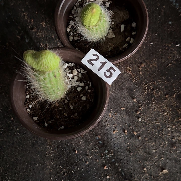 楠***水无花朵嫁接青蛇尾巴215