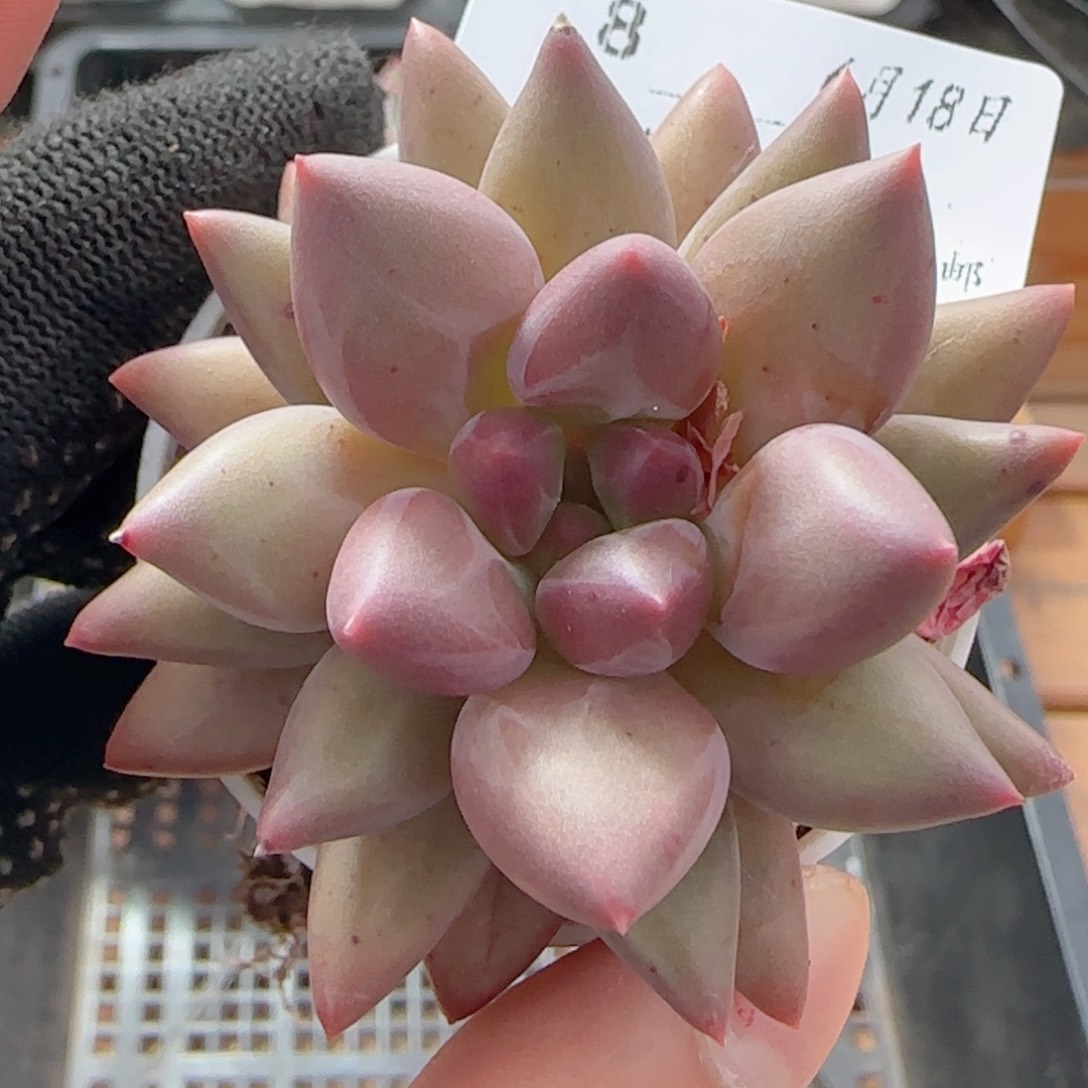 0618-08红蜻蜓红蜻蜓