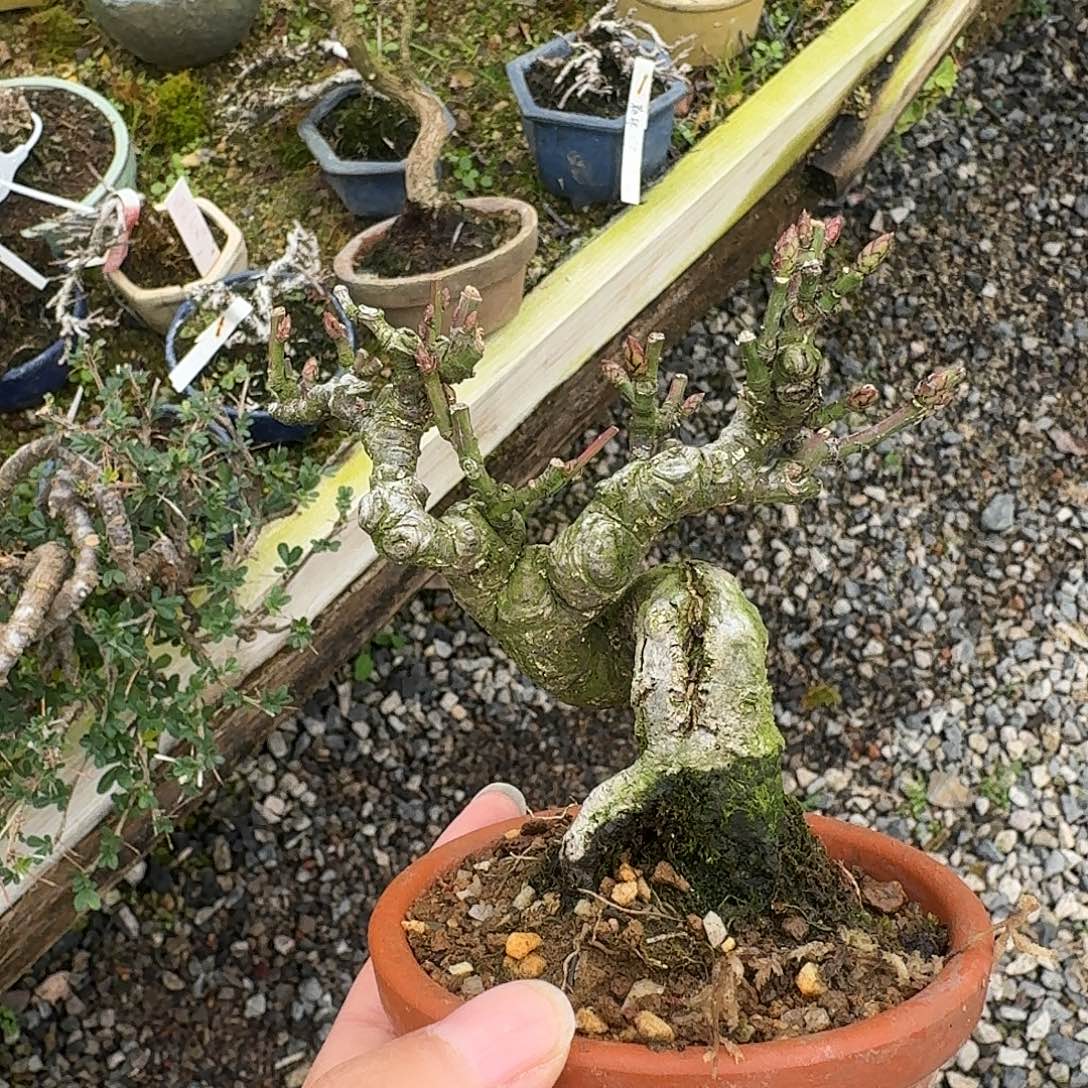 腿***男无花朵顺丰到付不包邮