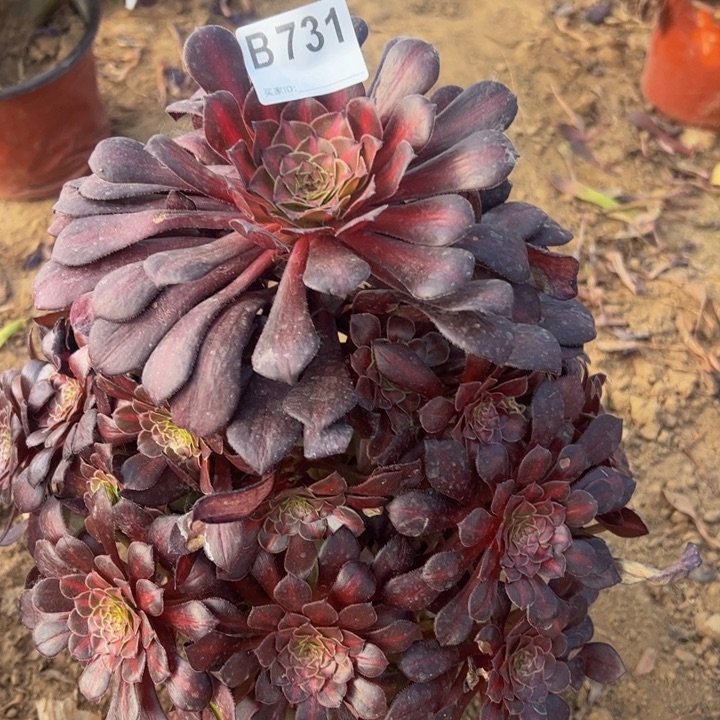 微瑕铜壶中班多肉植物731