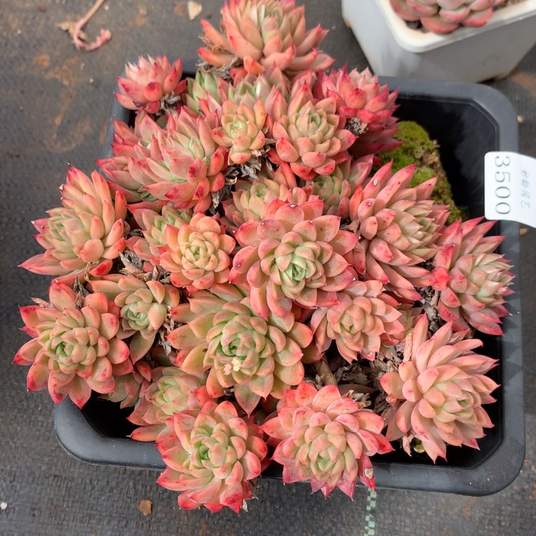 3500杂交精品基地17厘米