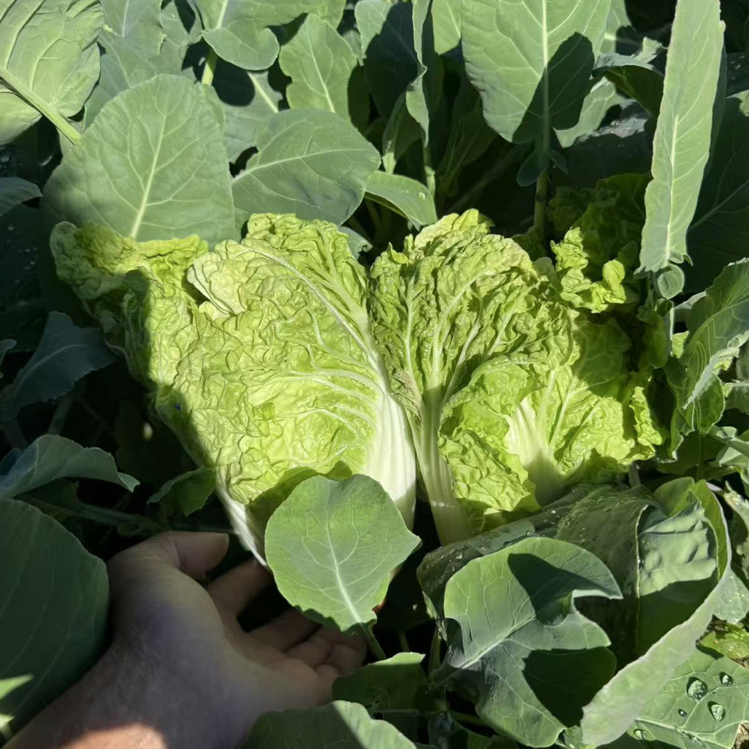 潮汕本地京白菜混芥蓝