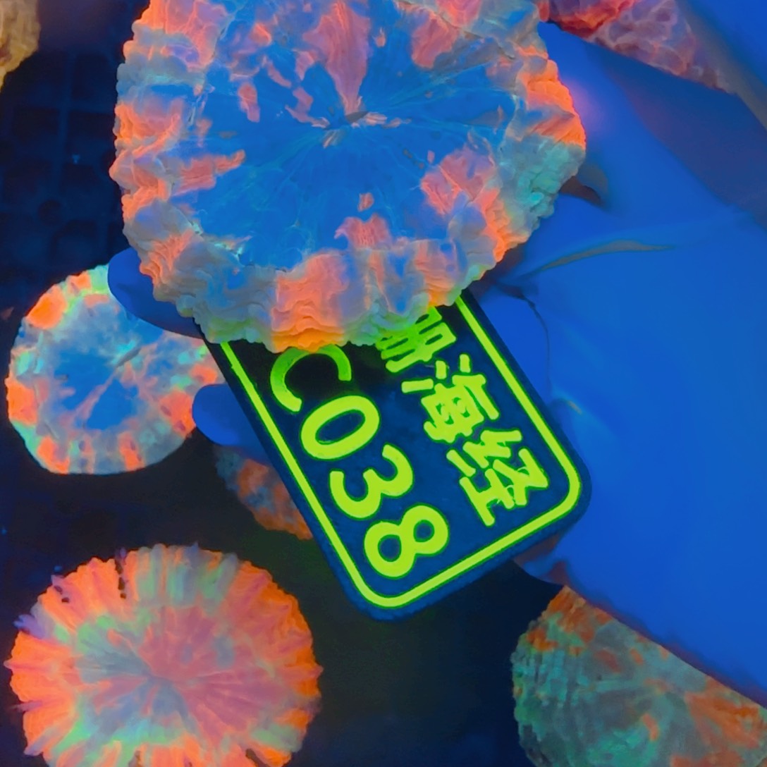 黑***醉纽扣珊瑚晓晓不包邮脱藻富士脑C038