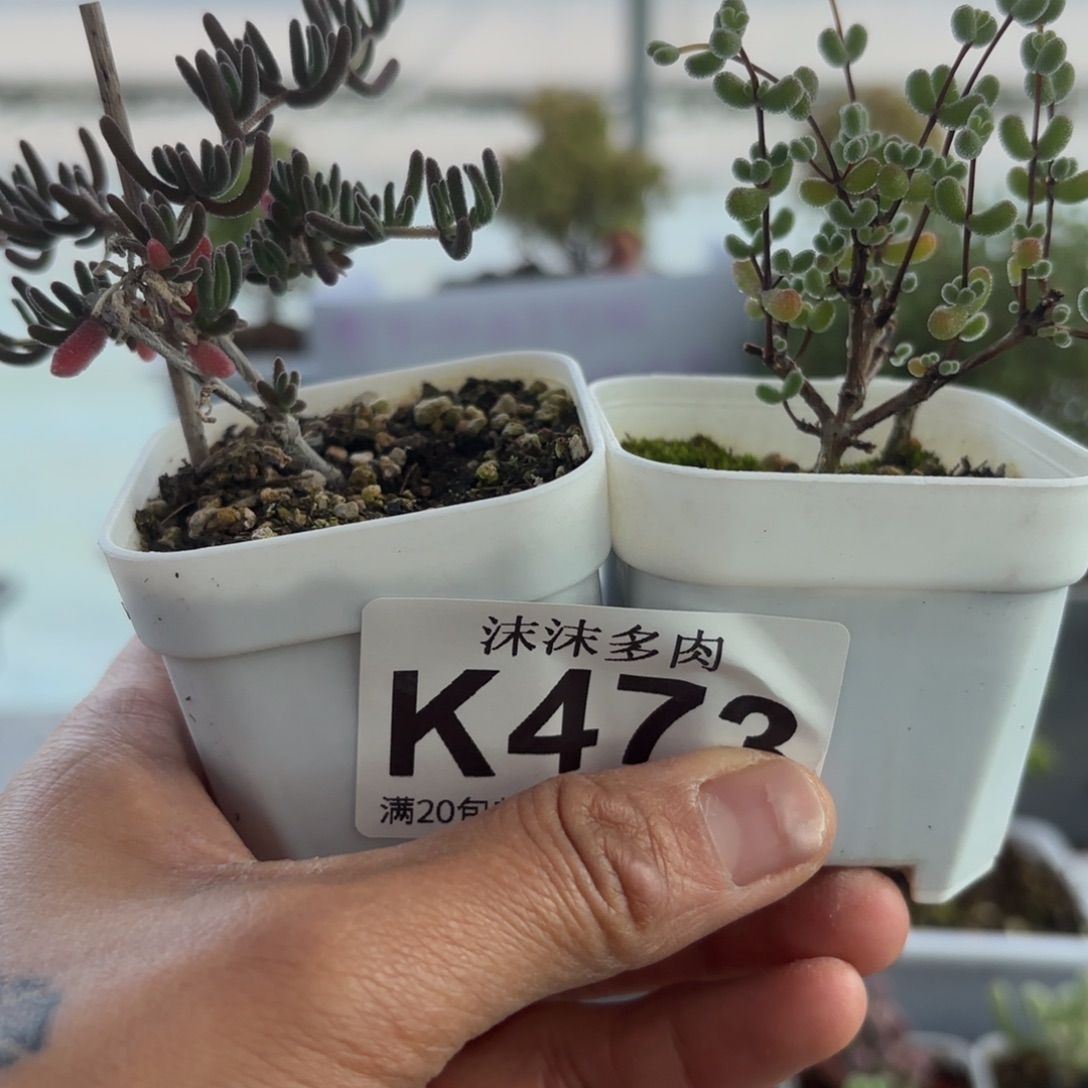 473月光石和翡翠组合