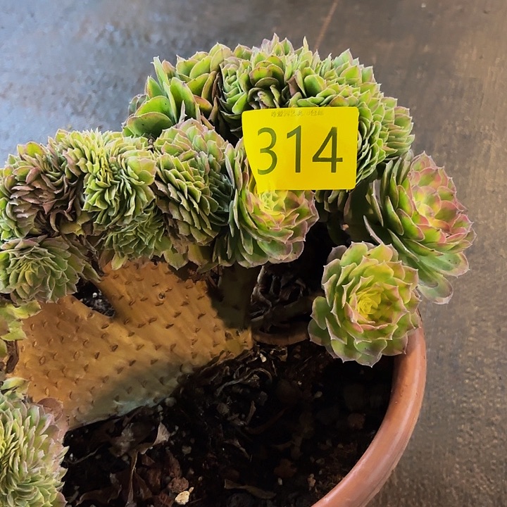 多肉植物福利314号