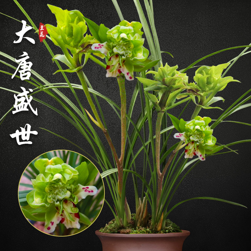 （带花苞）精品国兰春剑名草大唐盛世奇花浓香室内阳台好养绿植卉