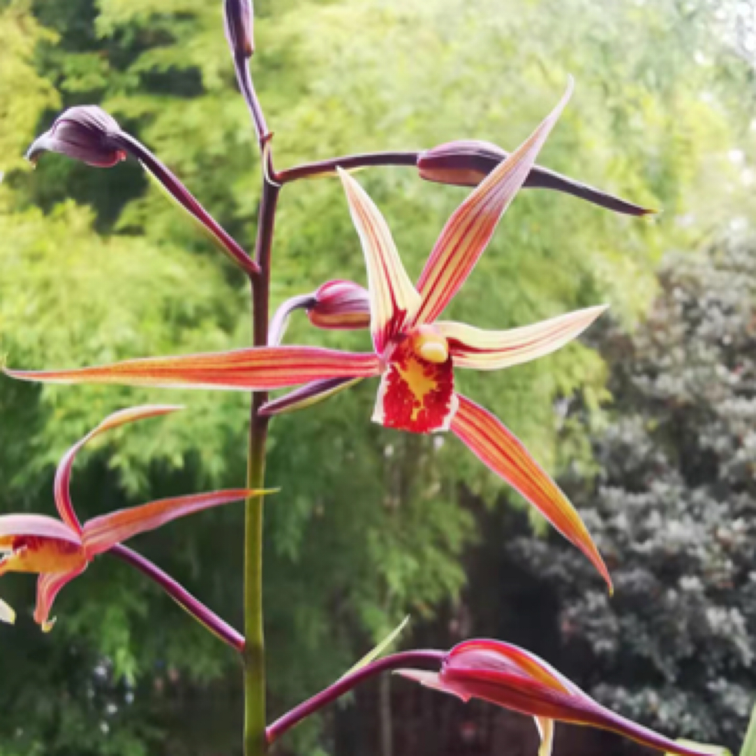 直播间一物一拍，自然养殖兰花苗不完美：惠兰春兰寒兰建兰春剑宋春