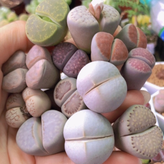 2934，个别微徒微小单双混