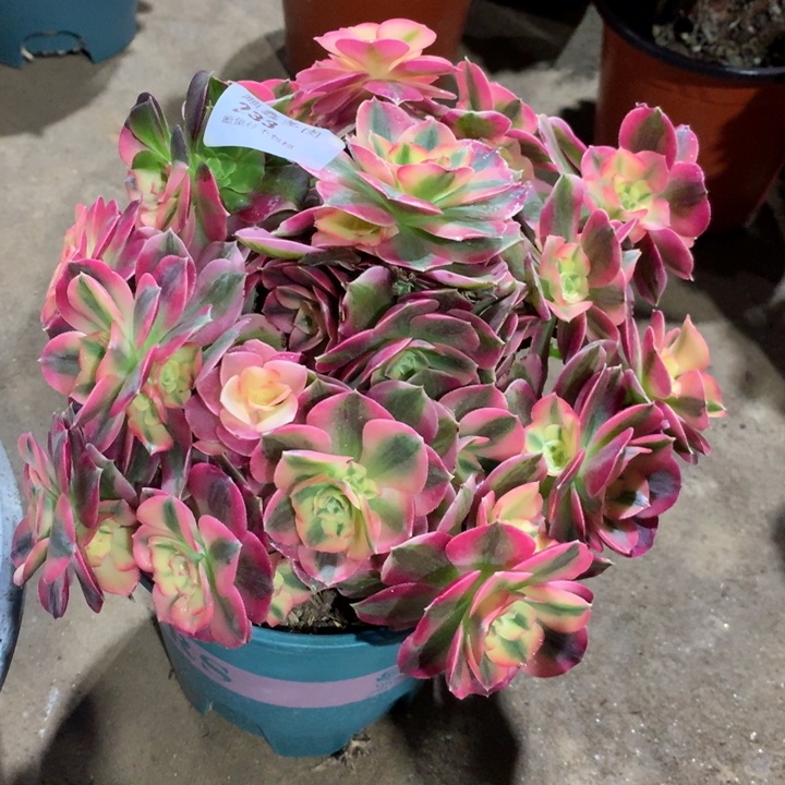 233粉女巫多肉植物