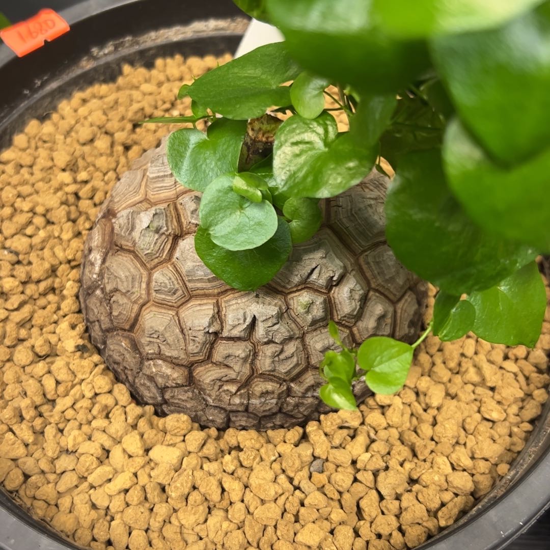 精品盆栽养定的龟甲龙888号