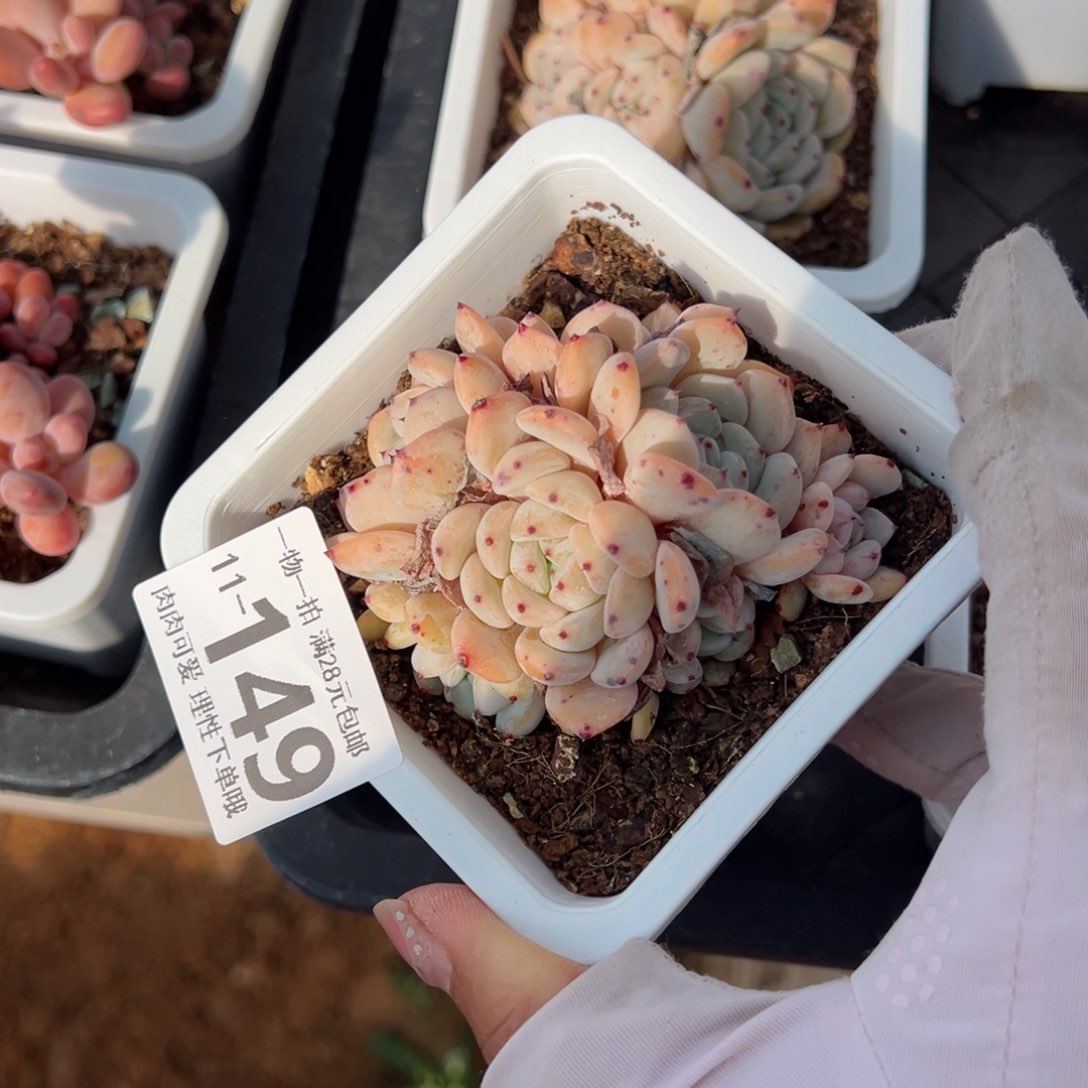 雪爪，多肉多肉多肉多肉