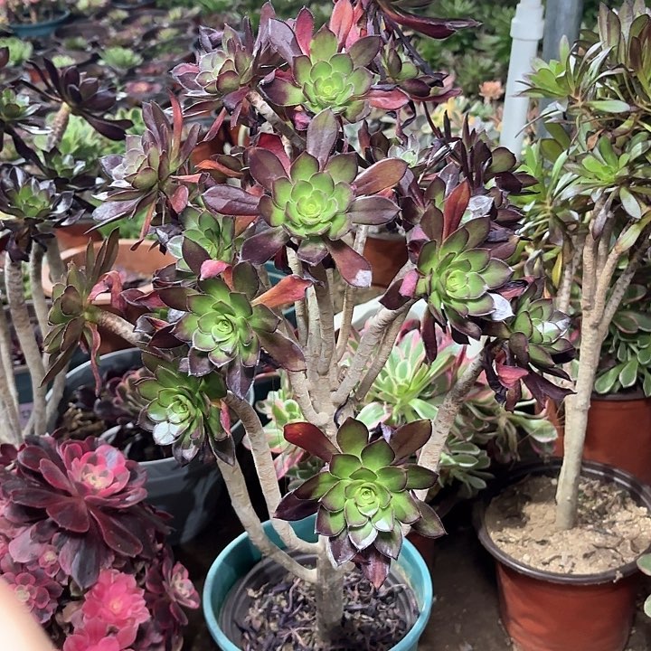 多肉植物法师黑法59