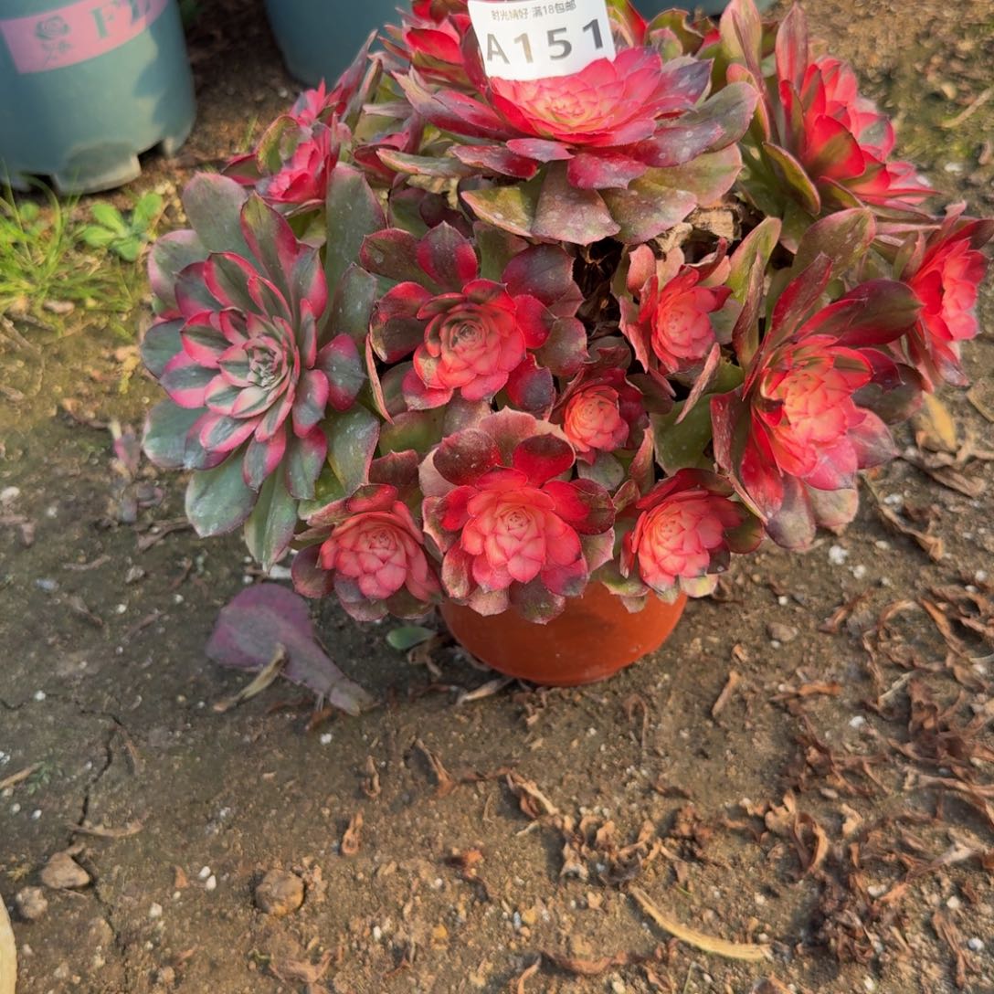 151荔枝变异。多肉植物