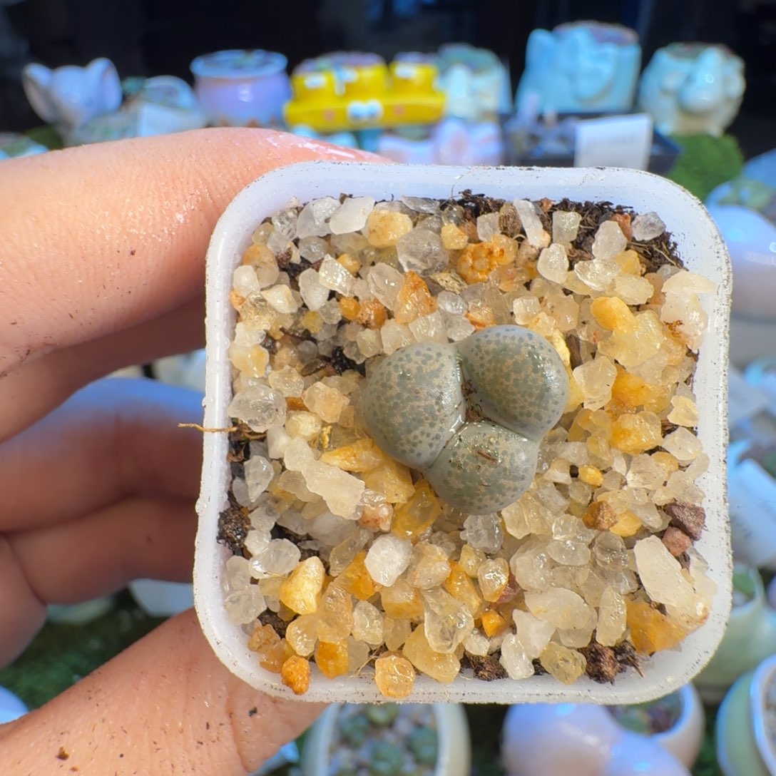 多肉葡萄的季节1345