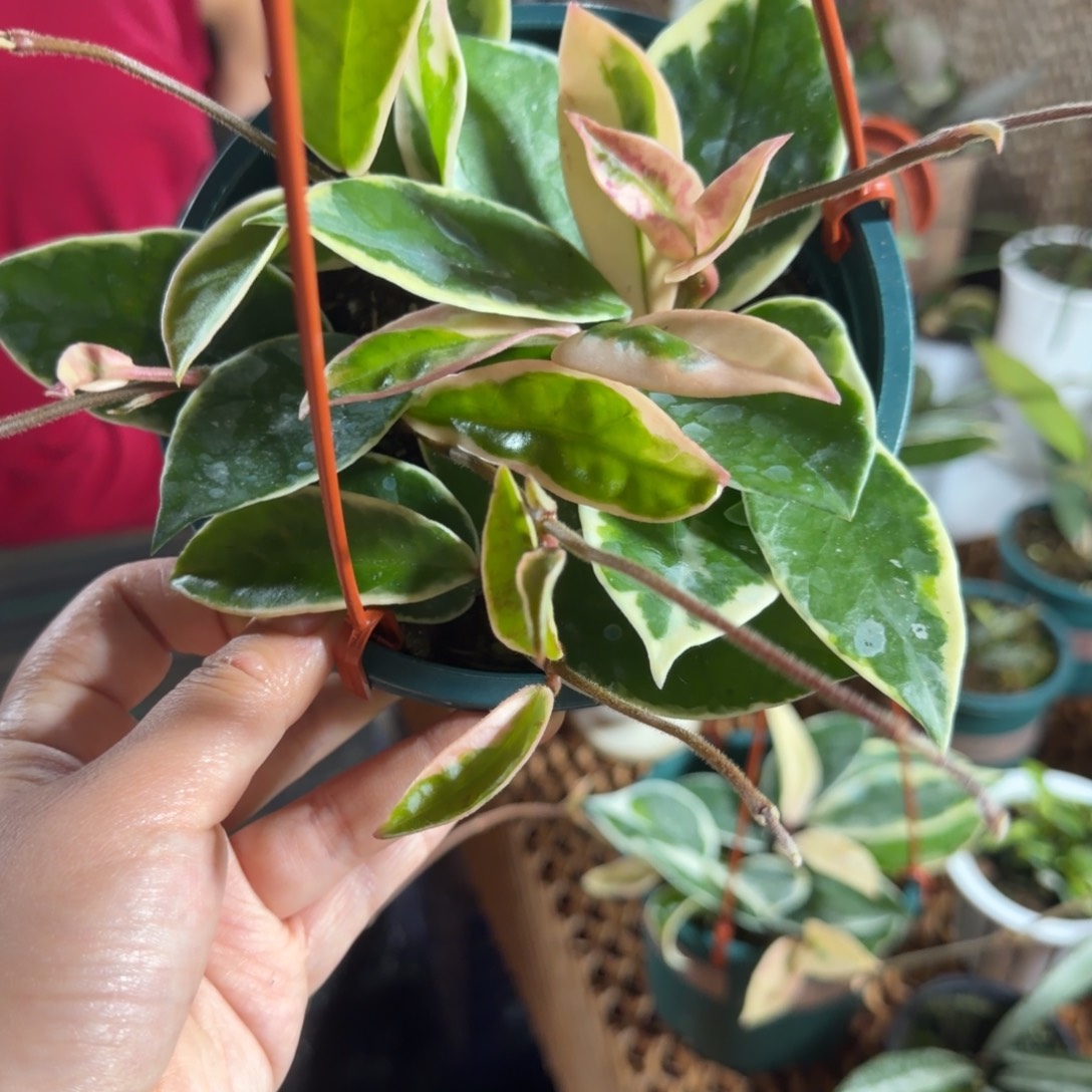 橙***橙无花朵雪球外锦球兰