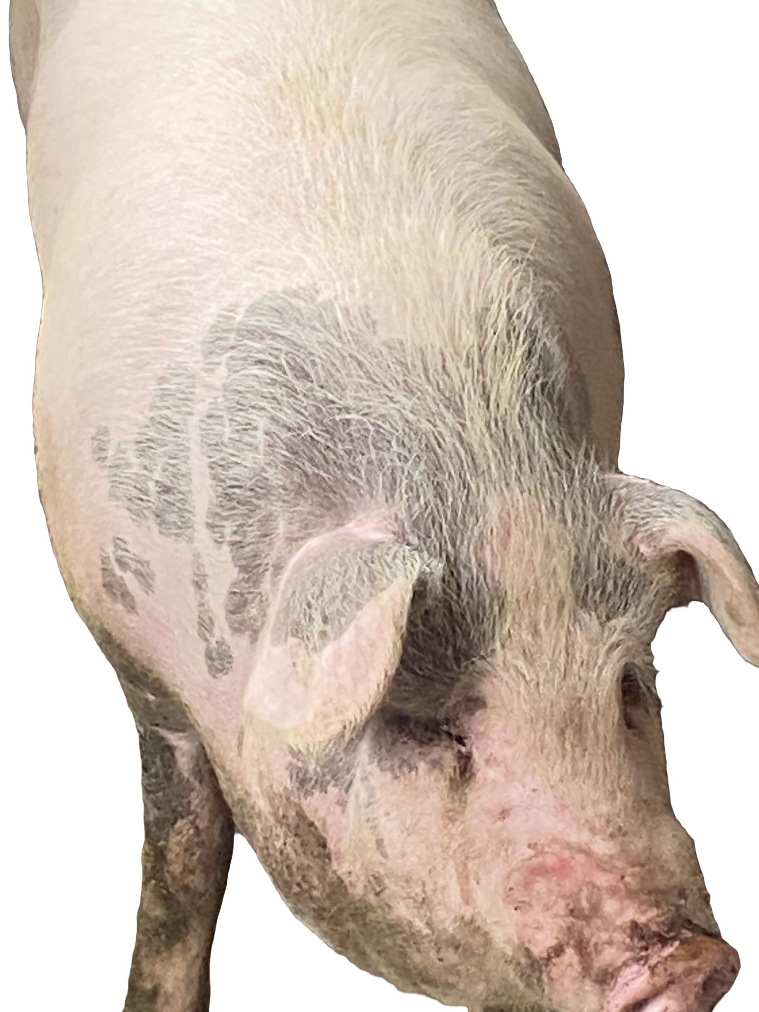 【李幺妹土猪肉】恩施土猪肉   直播现称顺丰包邮1-10kg