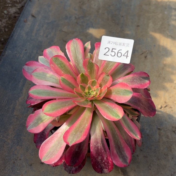 美杜莎多肉法师2564