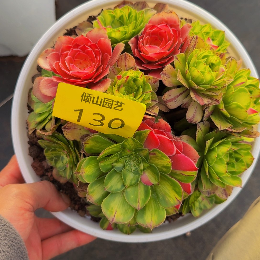 130好多肉植物知否