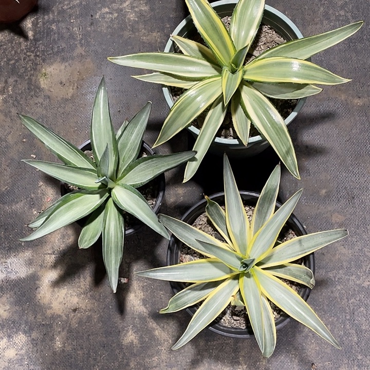 随***行无花朵龙舌兰绿色植物