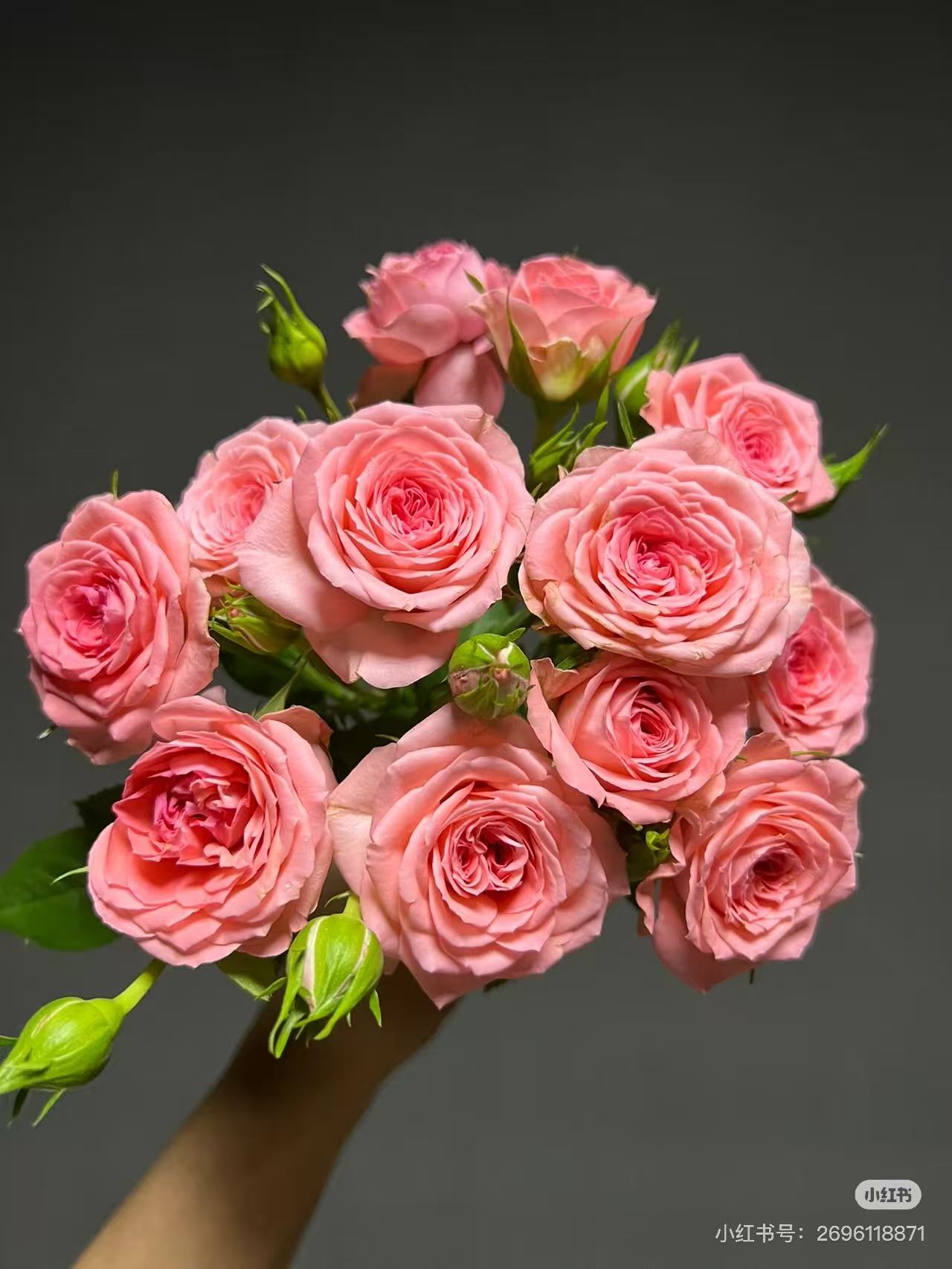 【仙杜瑞拉】月季盆栽四季勤花耐热耐寒盆栽地栽阳台庭院好养