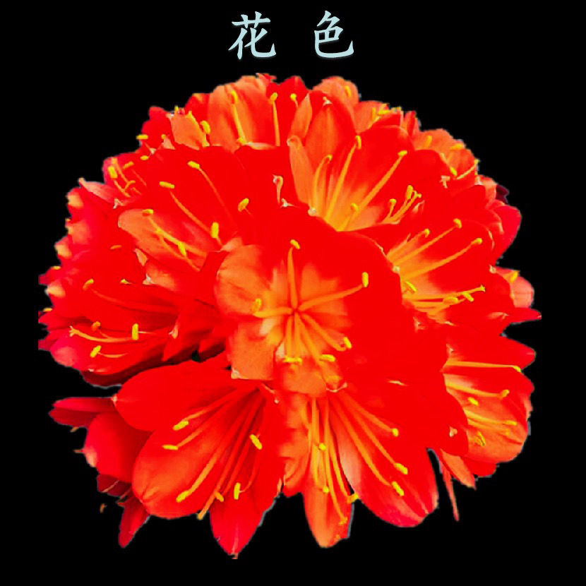 精品君子兰一物一拍裸根发货