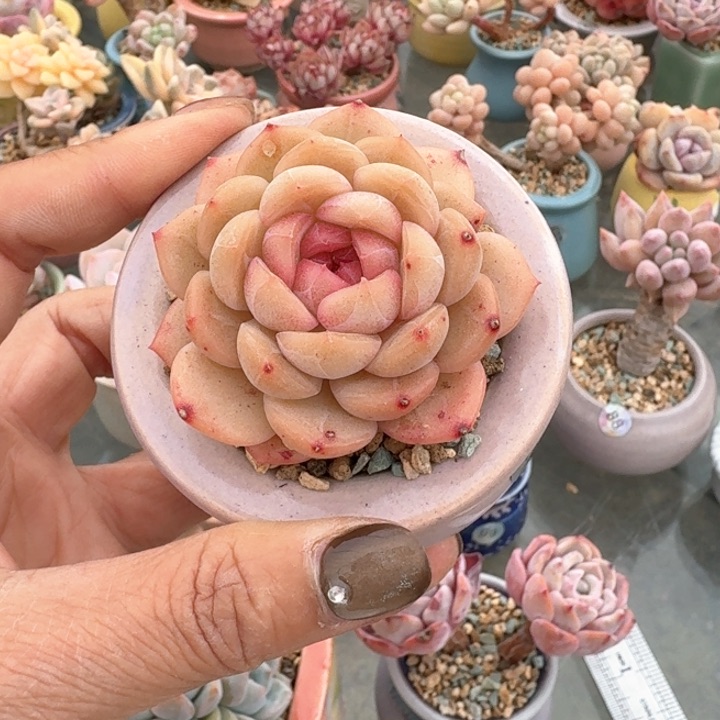 672 多肉含盆土 30元包邮 除偏远地区