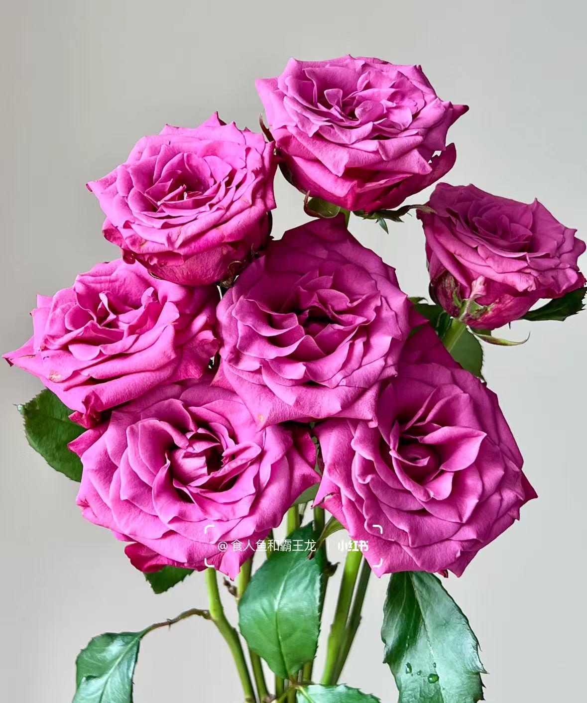 【方德50cmB蓝莓AK】单头玫瑰10枝    |全场任意满两单鲜花包邮