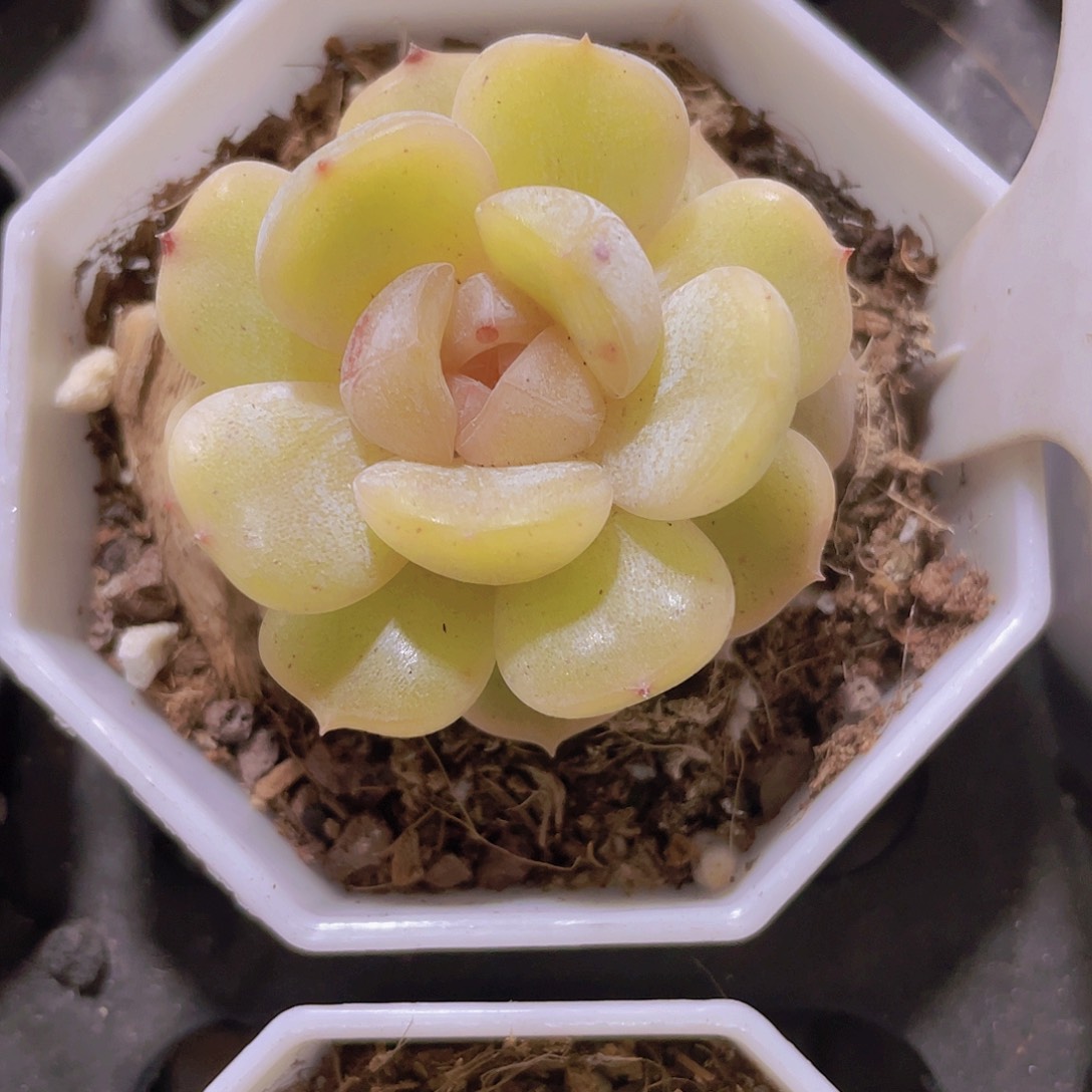 白恋e073一物一拍