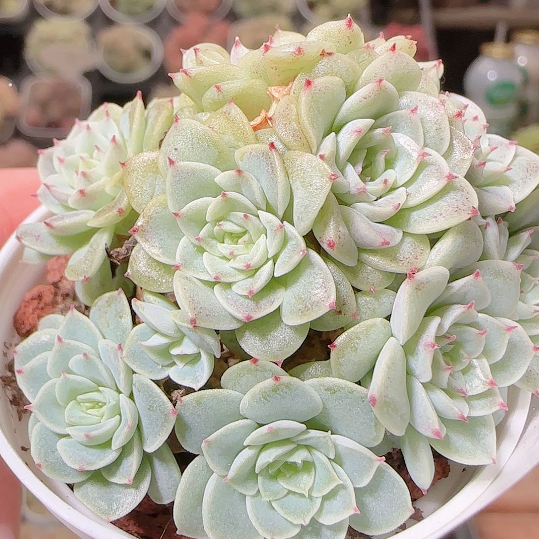 花语逸镜1128-66散