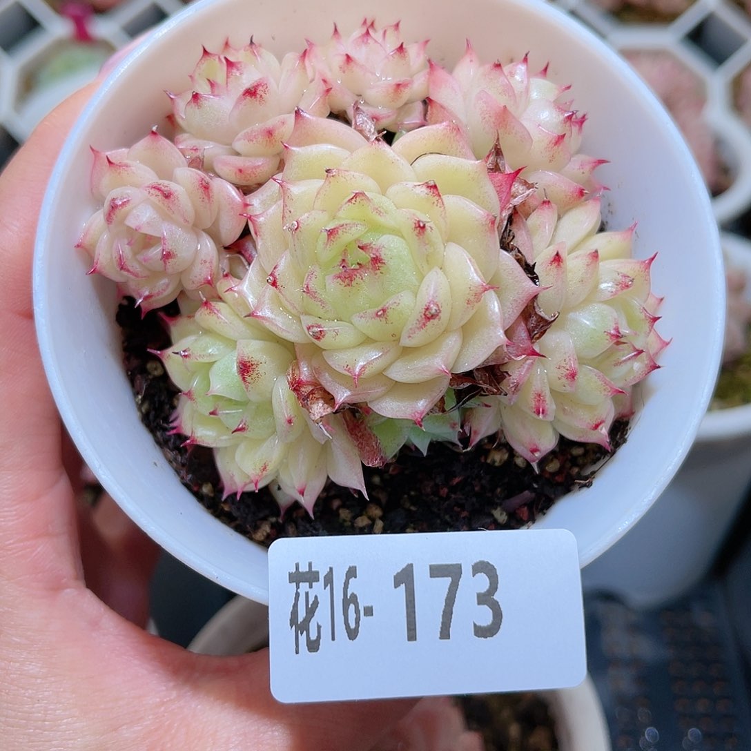 花利美 16-173麦秆群